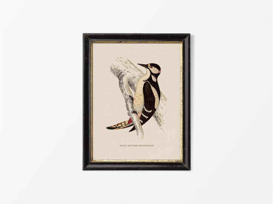Great Spotted Woodpecker Vintage Art Print