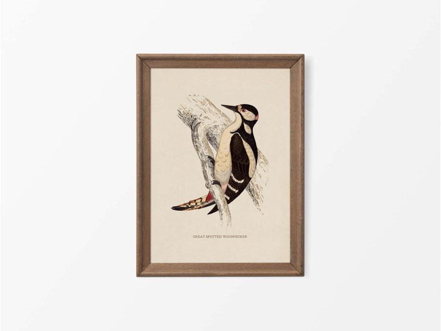 Great Spotted Woodpecker Vintage Art Print