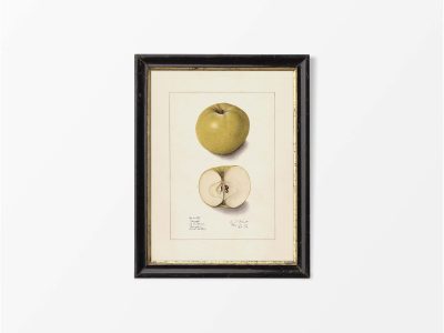 Green Apple II Vintage Art Print
