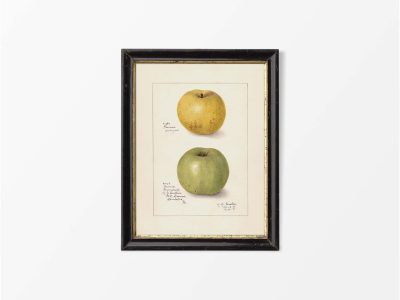 Green Apples Vintage Art Print