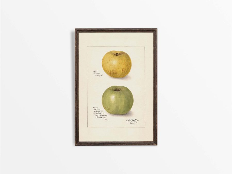 Green Apples Vintage Art Print