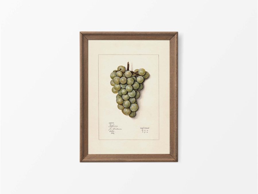 Green Grapes Vintage Art Print