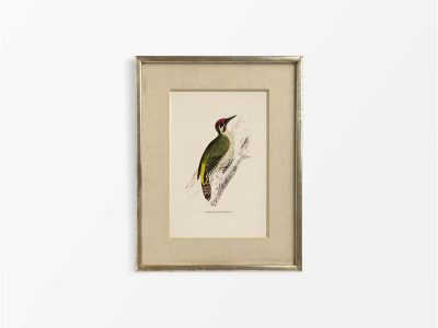Green Woodpecker Vintage Art Print