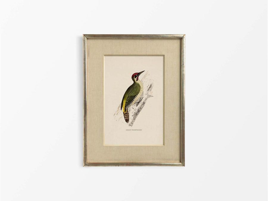 Green Woodpecker Vintage Art Print