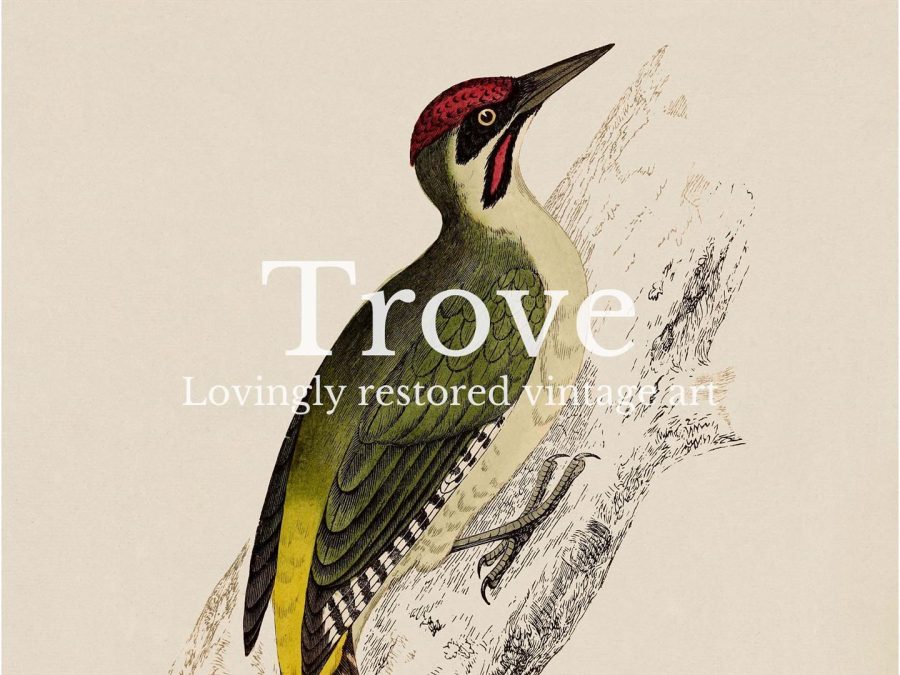 Green Woodpecker Vintage Art Print