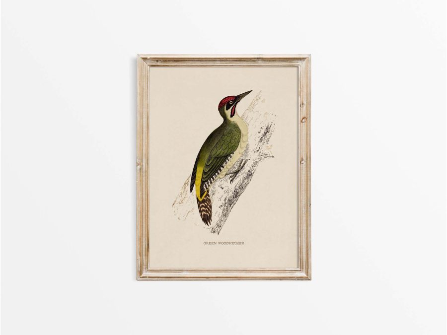 Green Woodpecker Vintage Art Print