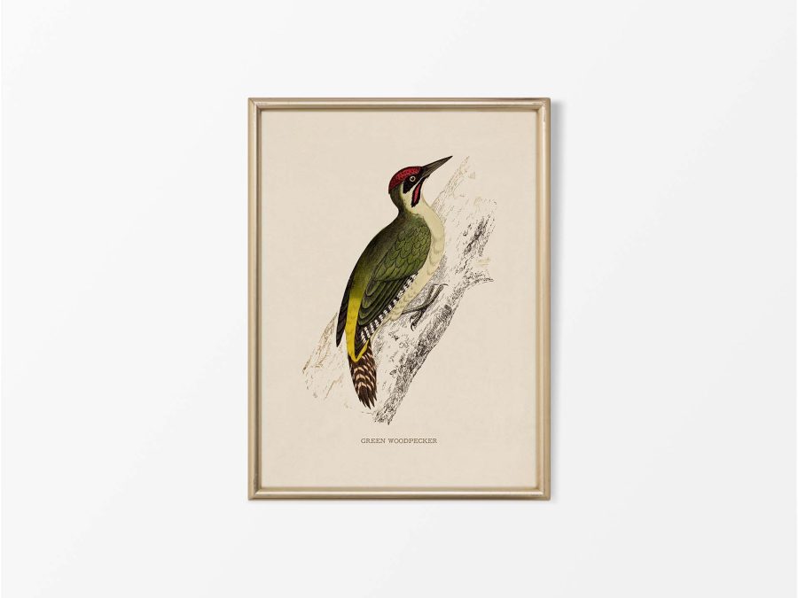 Green Woodpecker Vintage Art Print