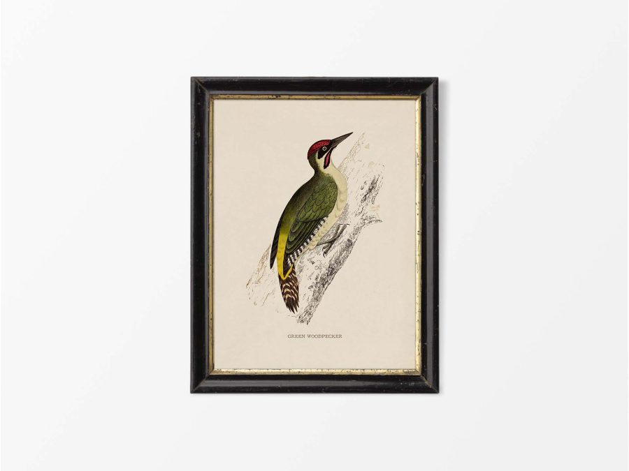 Green Woodpecker Vintage Art Print