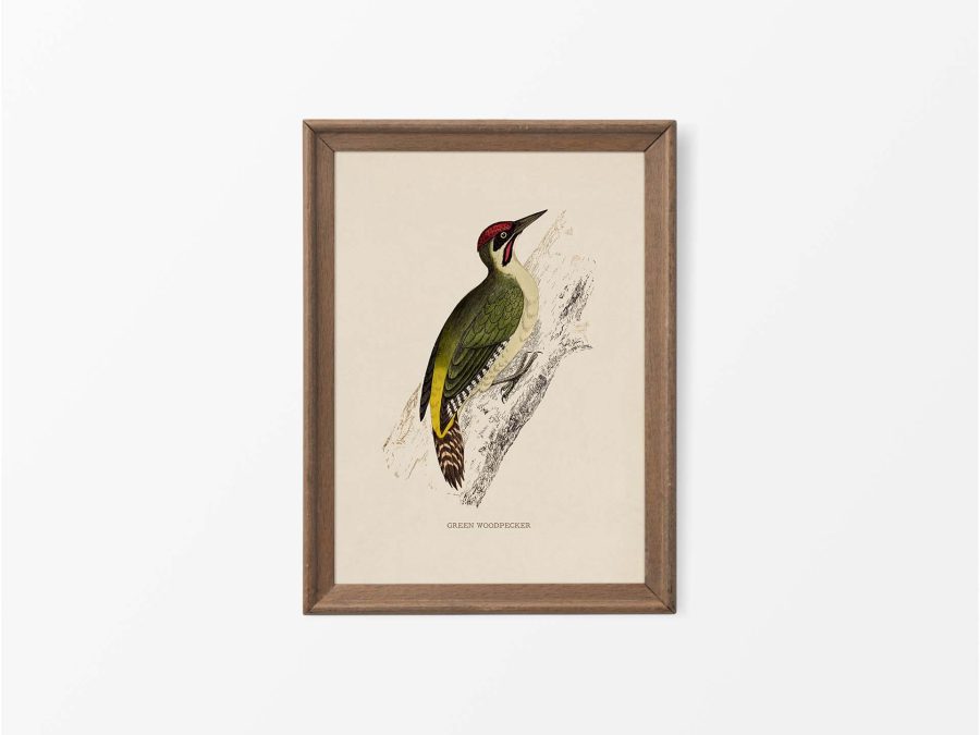 Green Woodpecker Vintage Art Print
