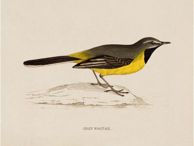 Grey Wagtail Vintage Art Print