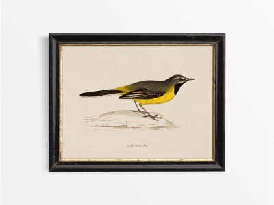 Grey Wagtail Vintage Art Print