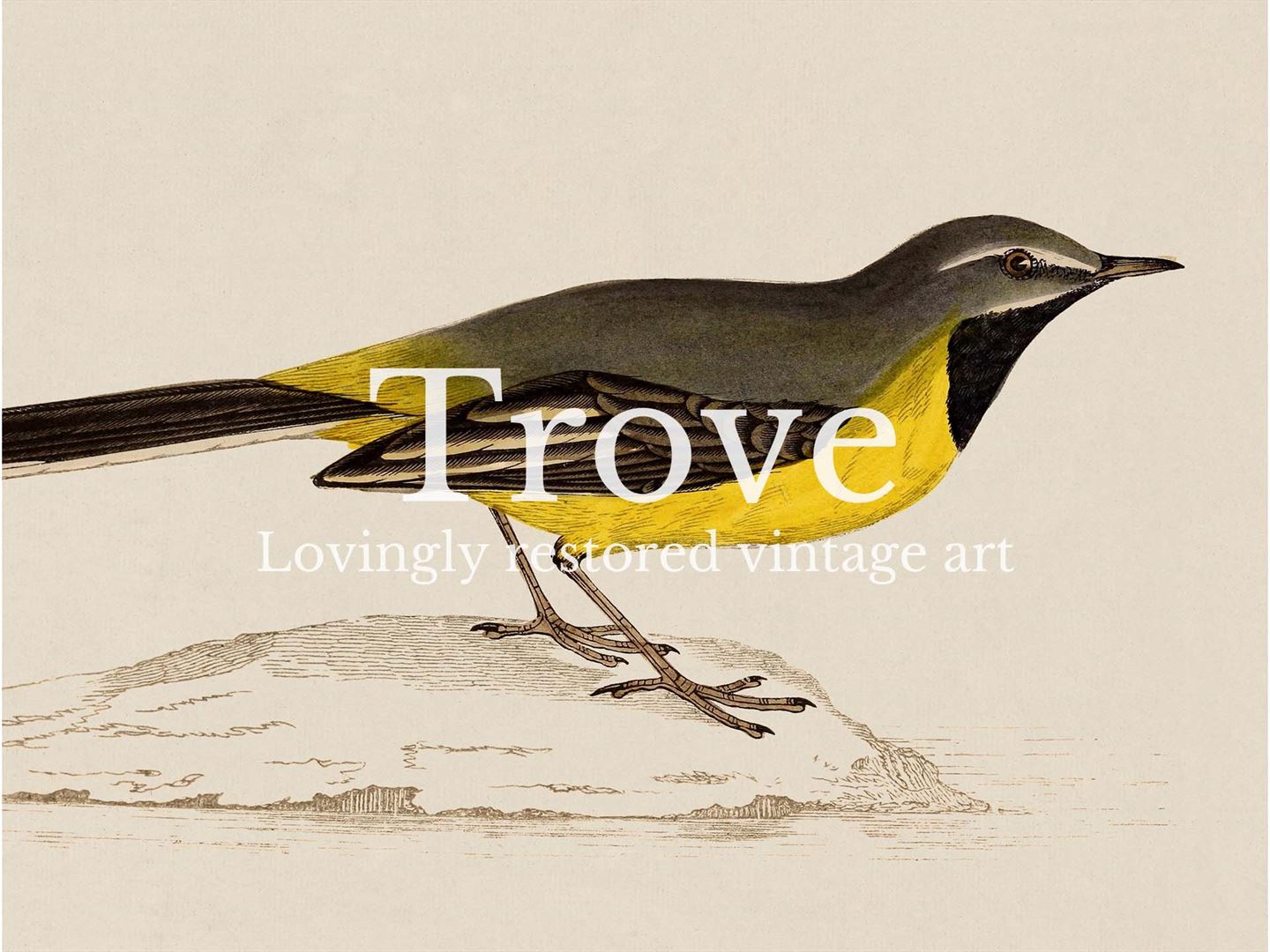 Grey Wagtail Vintage Art Print