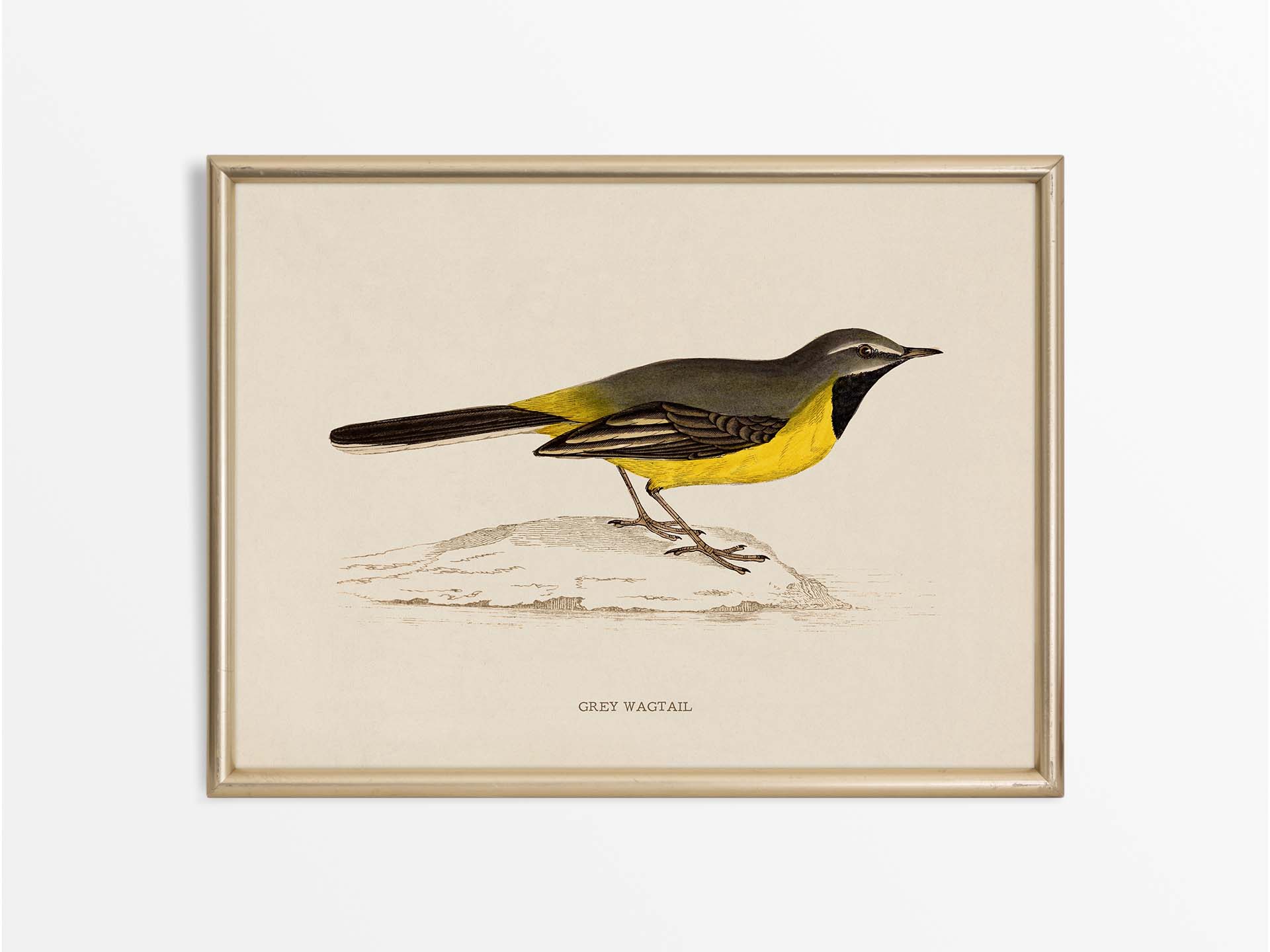 Grey Wagtail Vintage Art Print