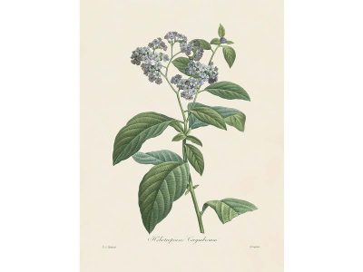 Heliotrope Vintage Art Print
