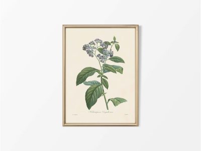 Heliotrope Vintage Art Print
