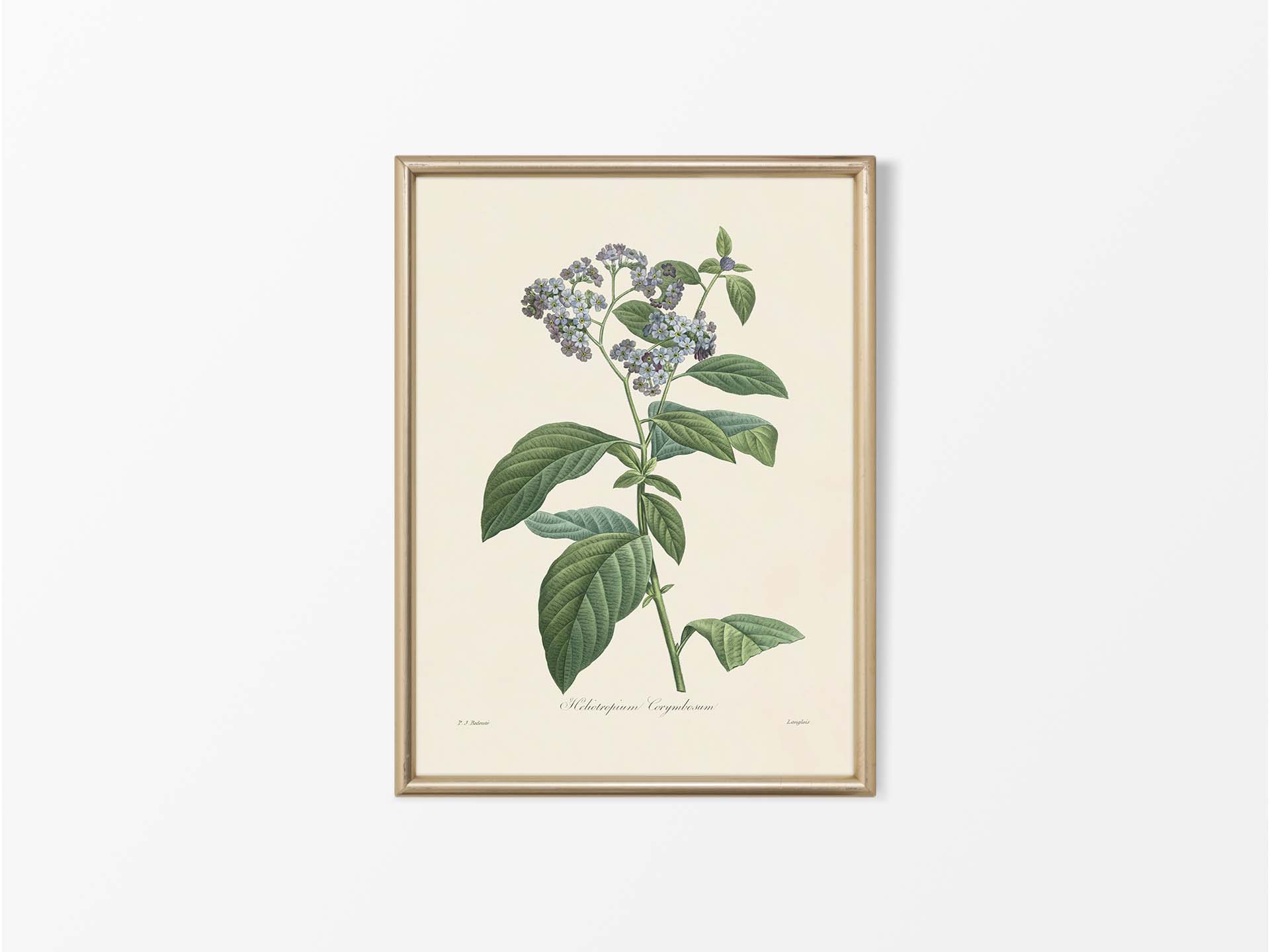 Heliotrope Vintage Art Print