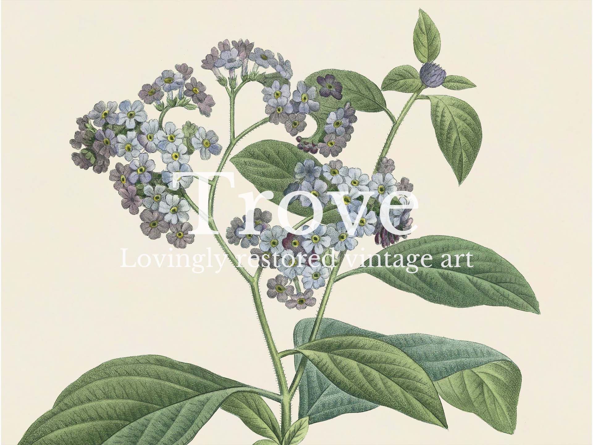 Heliotrope Vintage Art Print