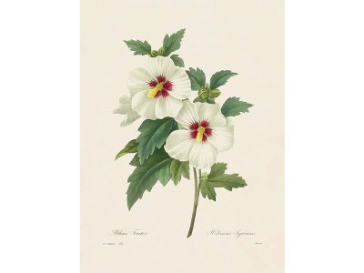 Hibiscus Vintage Art Print