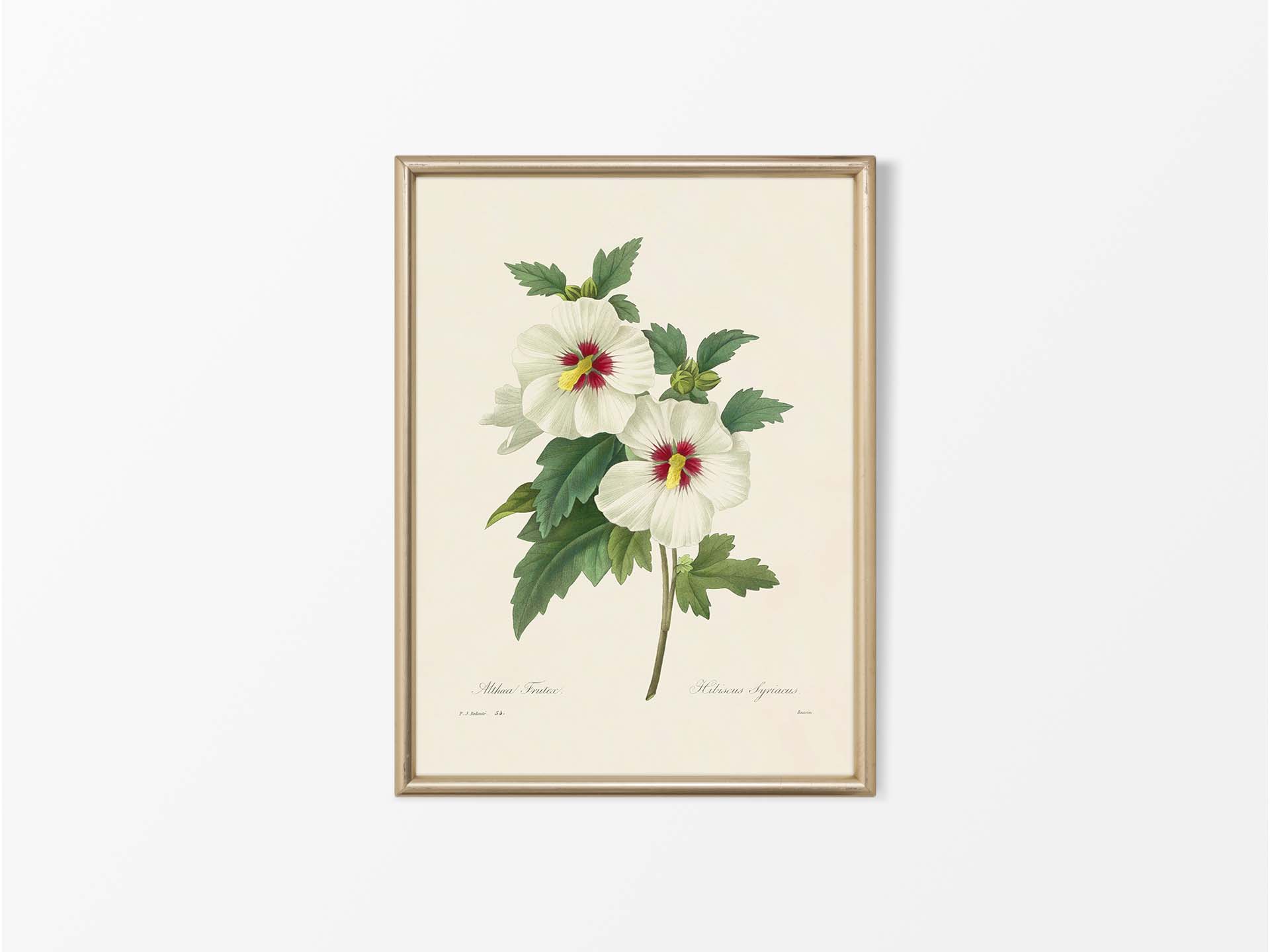 Hibiscus Vintage Art Print