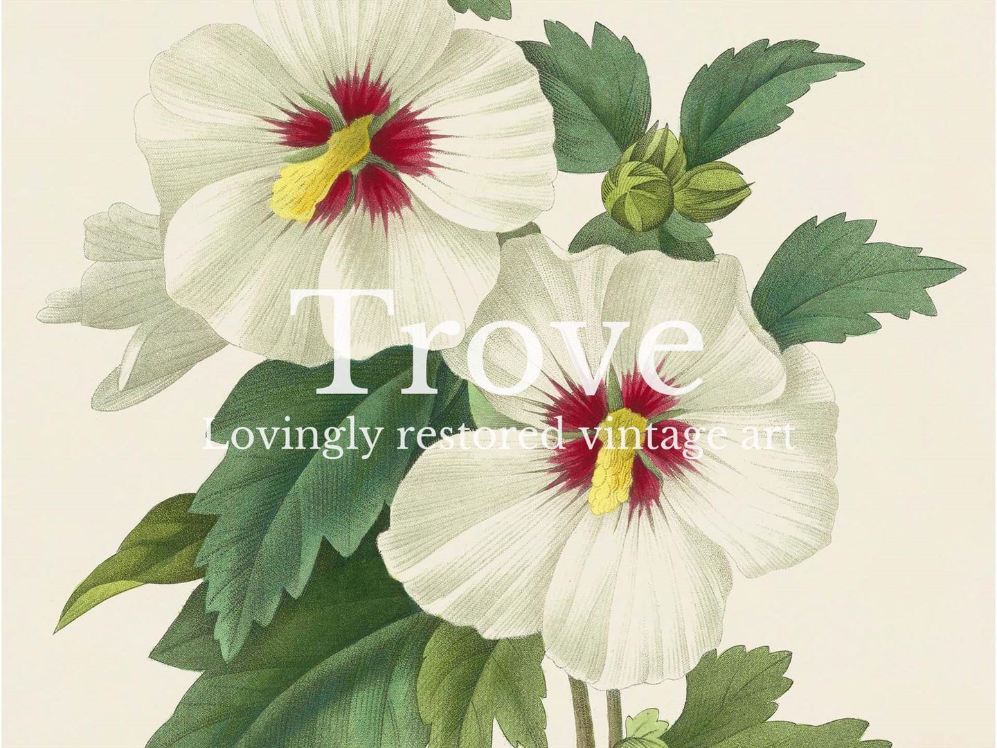 Hibiscus Vintage Art Print