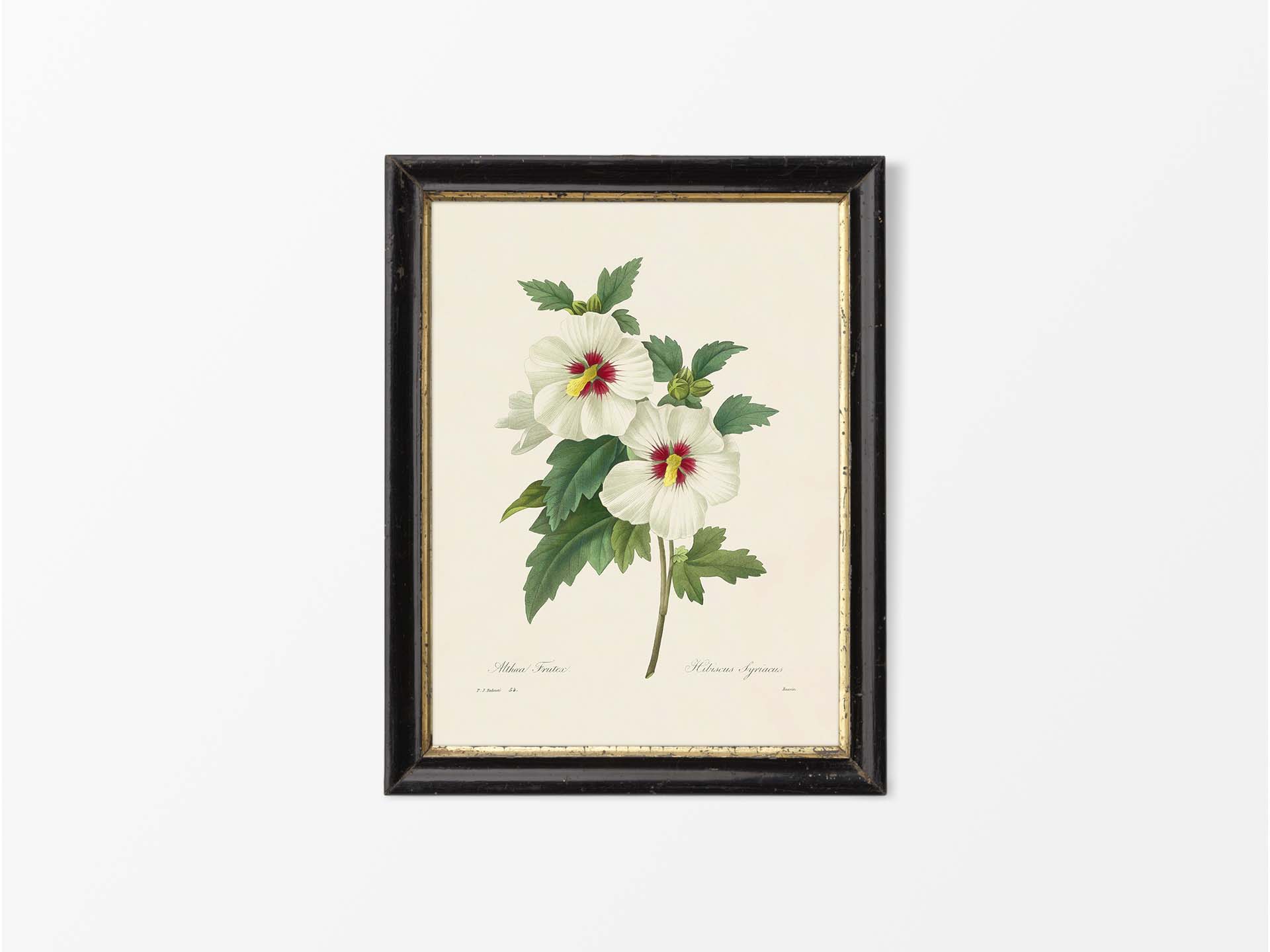 Hibiscus Vintage Art Print