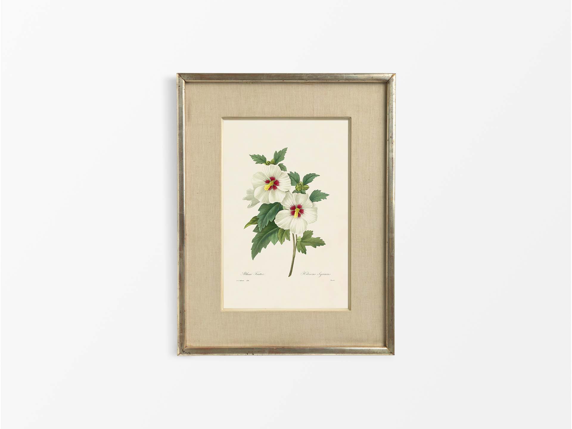 Hibiscus Vintage Art Print