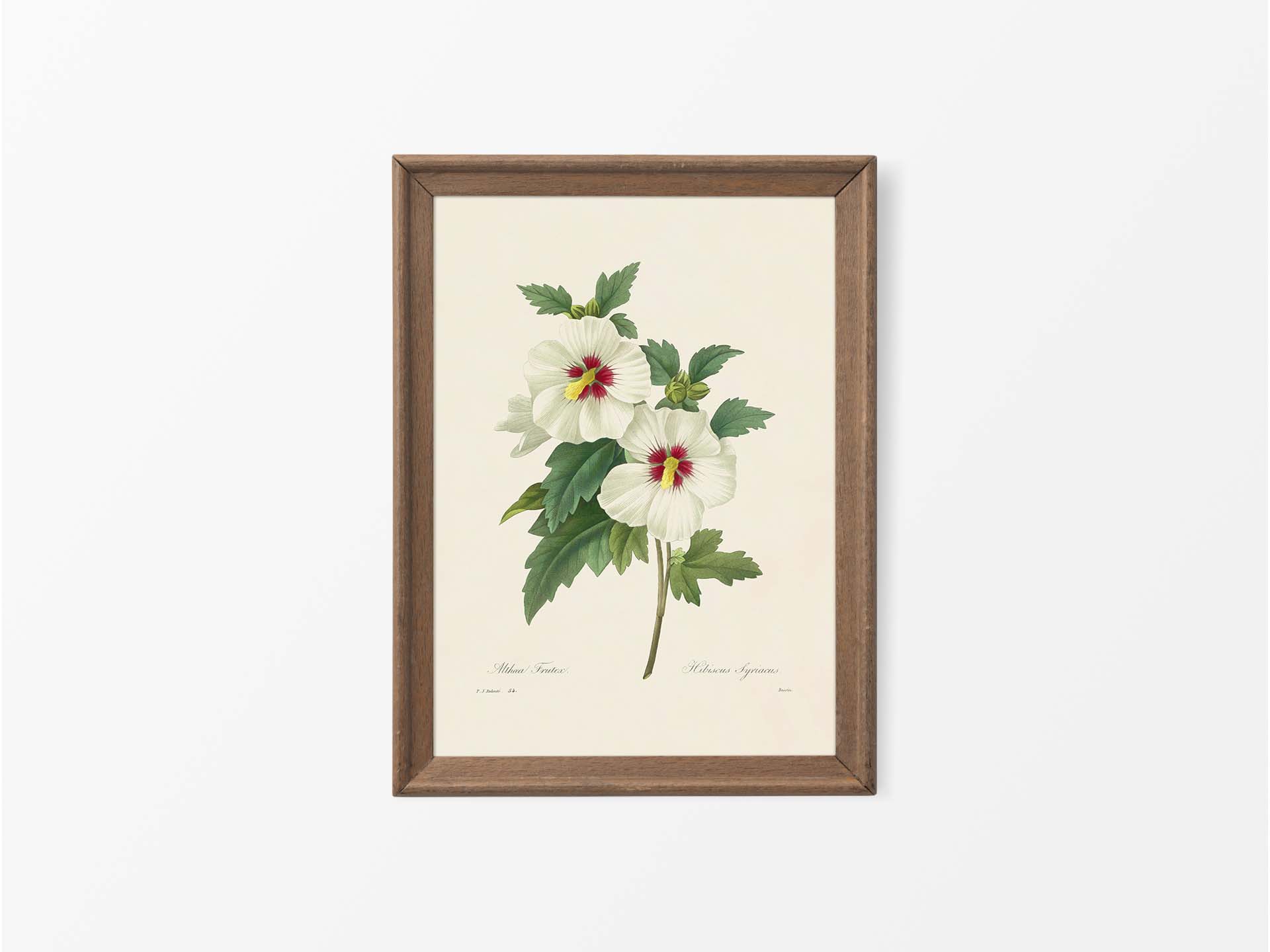 Hibiscus Vintage Art Print
