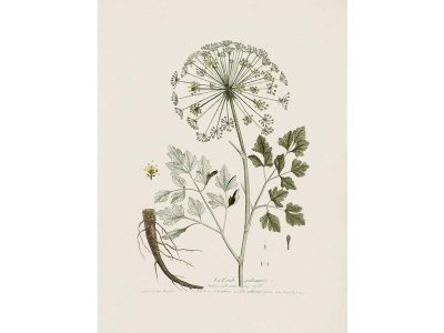 Hog's Fennel Vintage Art Print