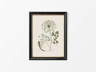 Hog's Fennel Vintage Art Print