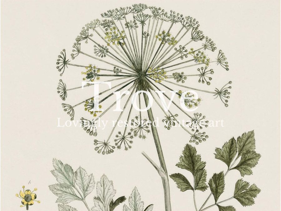 Hog's Fennel Vintage Art Print