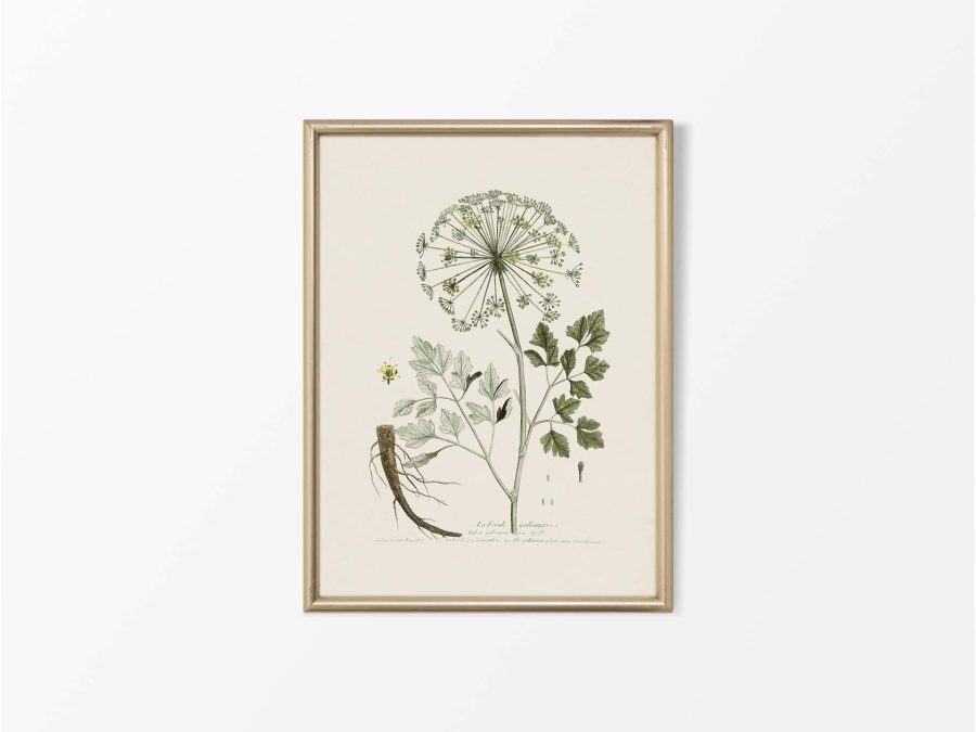 Hog's Fennel Vintage Art Print
