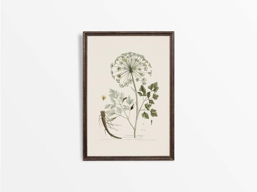 Hog's Fennel Vintage Art Print