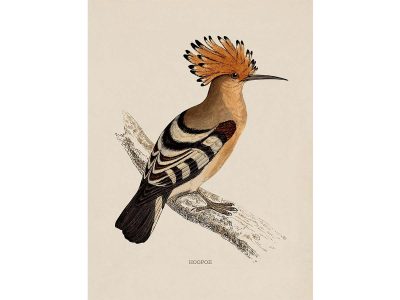 Hoopoe Vintage Art Print