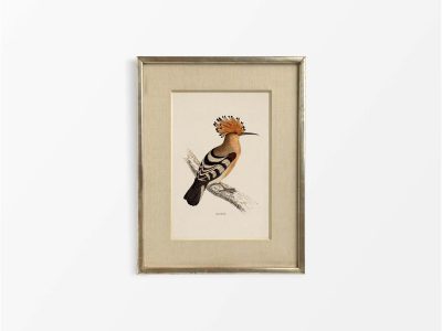 Hoopoe Vintage Art Print