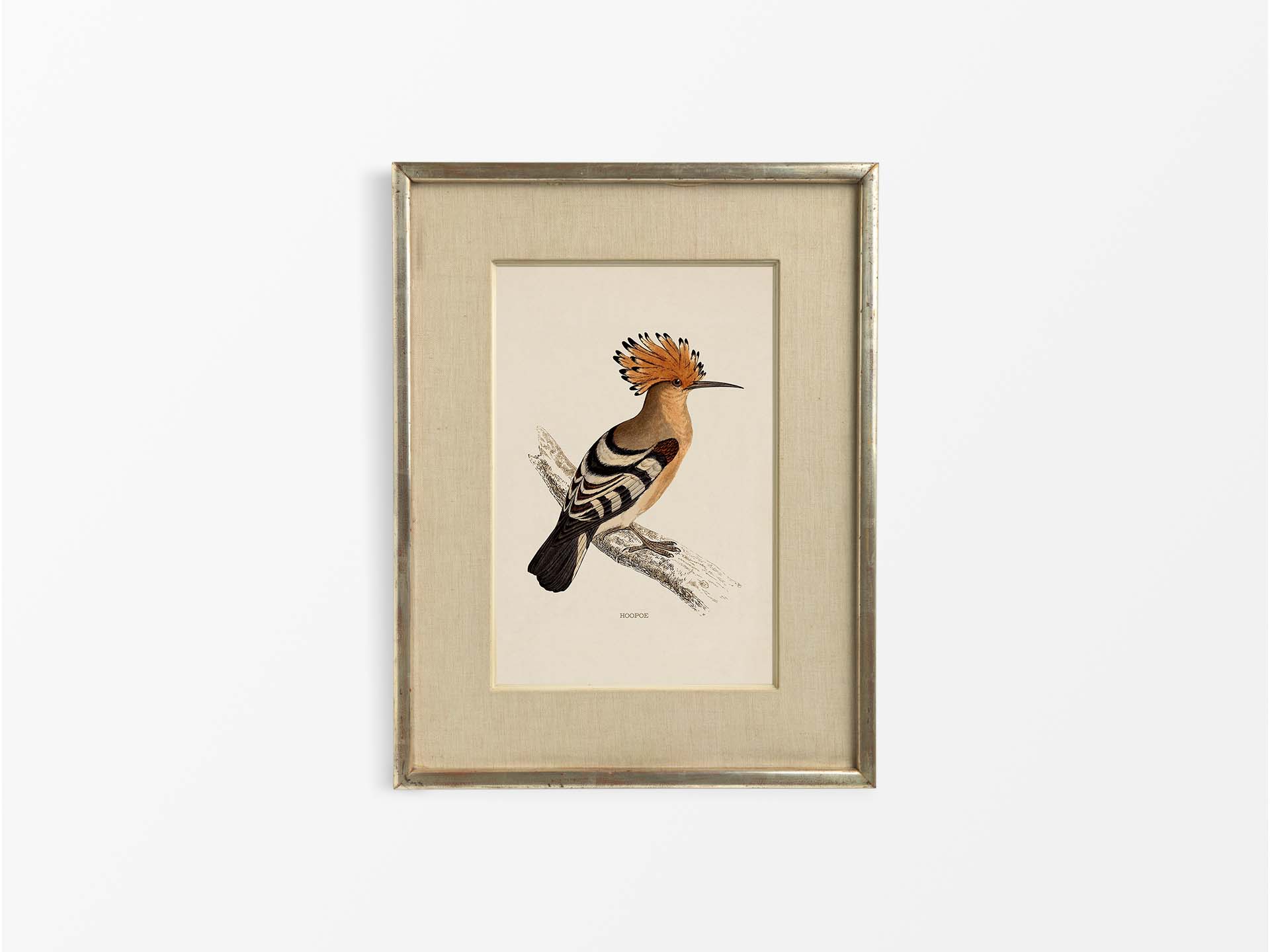 Hoopoe Vintage Art Print