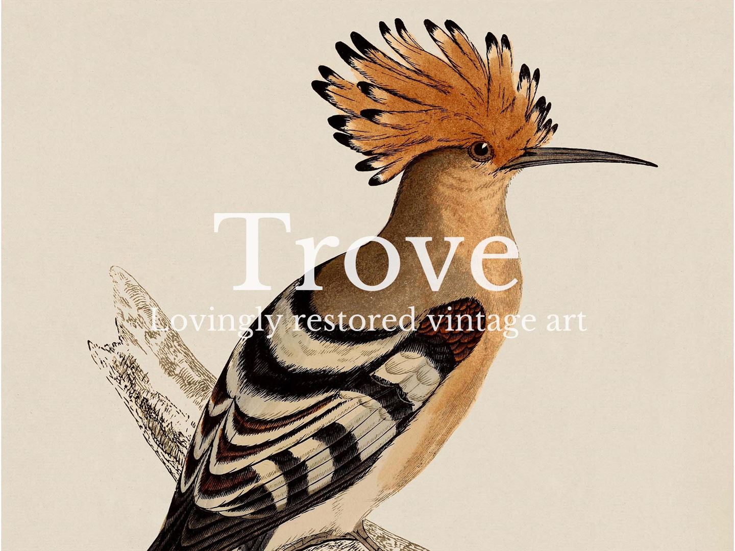 Hoopoe Vintage Art Print
