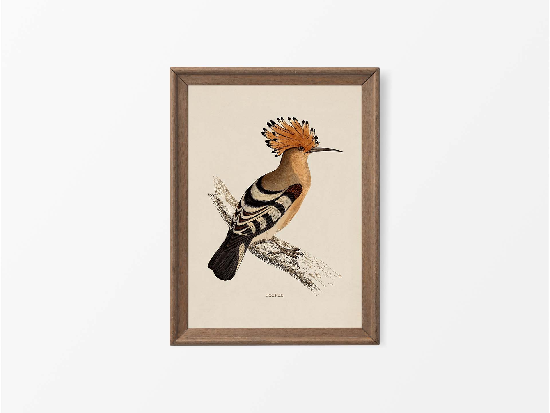 Hoopoe Vintage Art Print