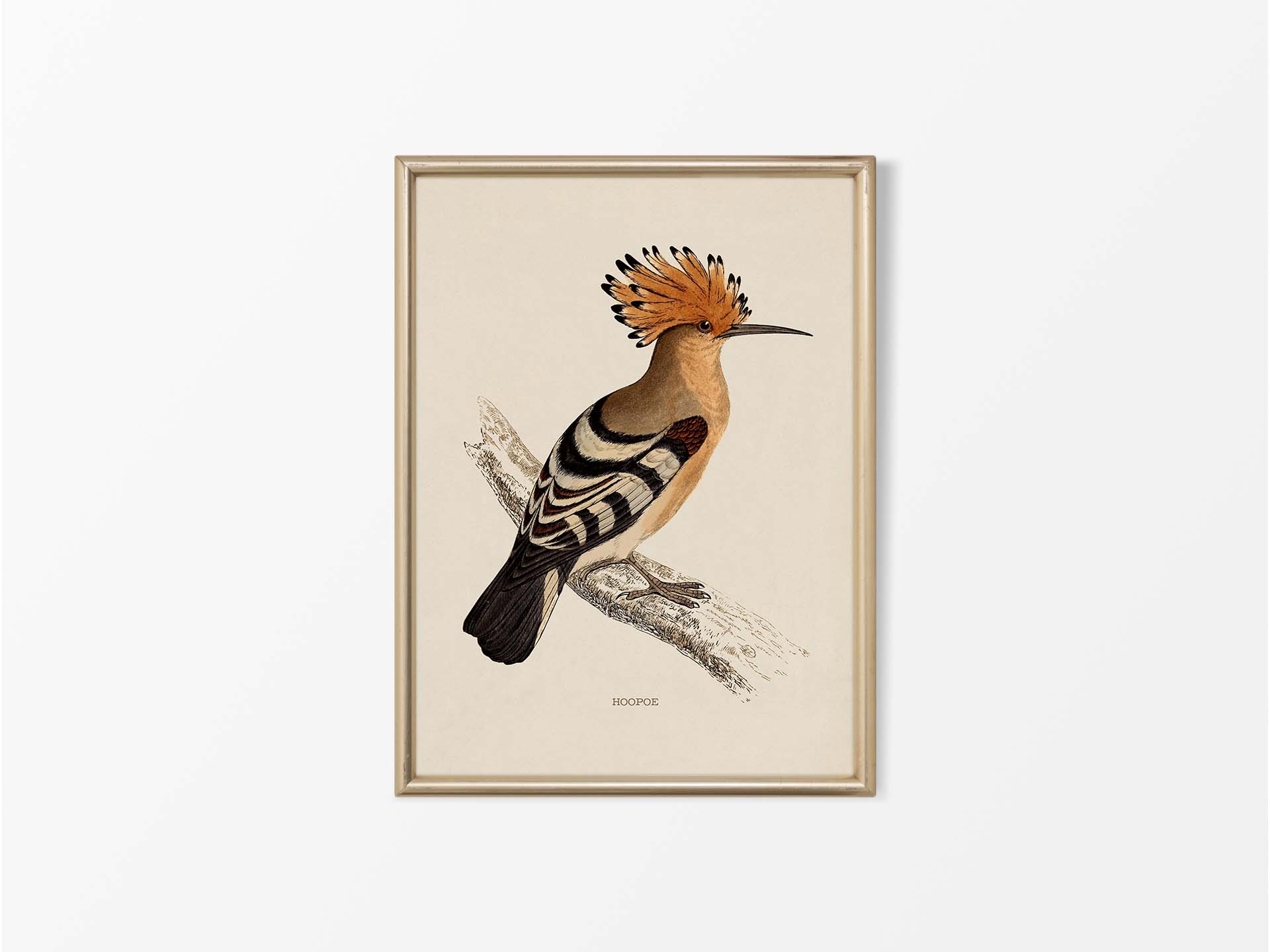 Hoopoe Vintage Art Print