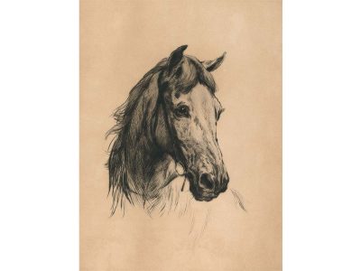 Horse Sketch Vintage Art Print