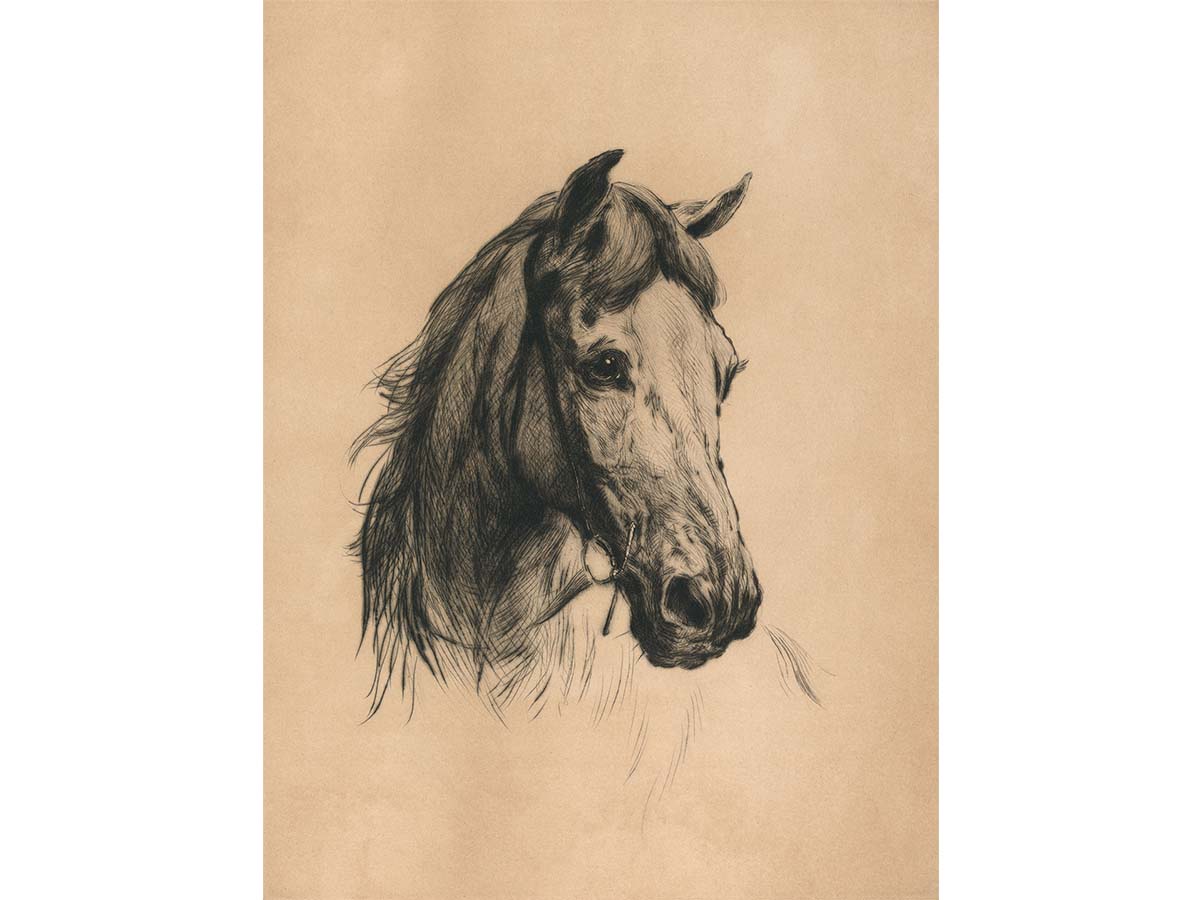 Horse Sketch Vintage Art Print