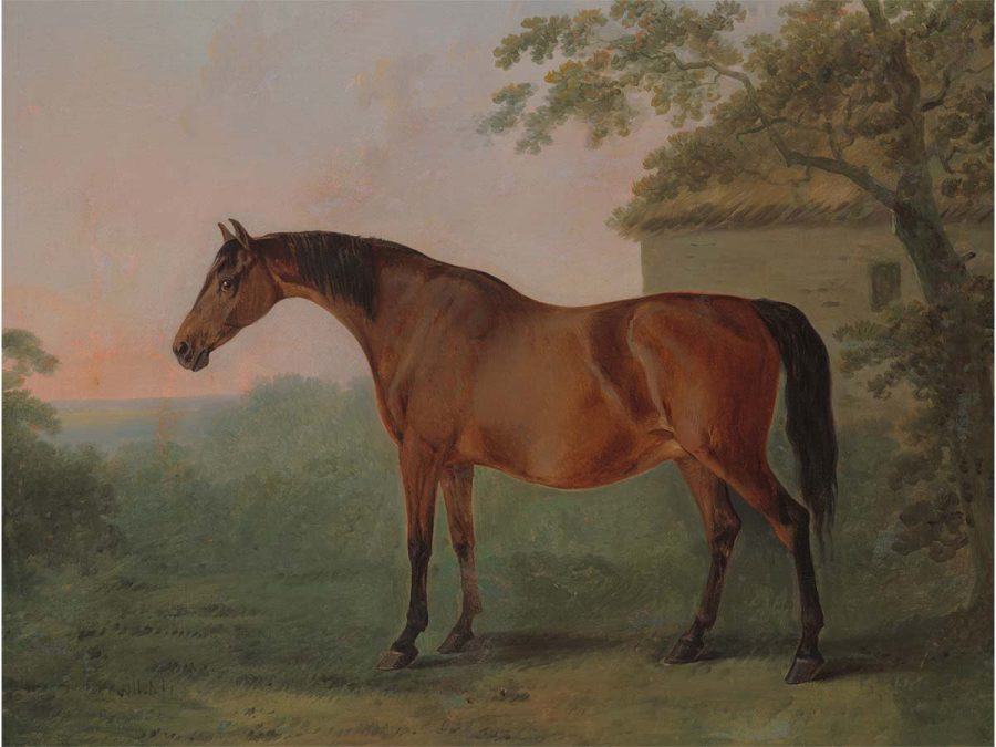 Horse VI Vintage Art Print