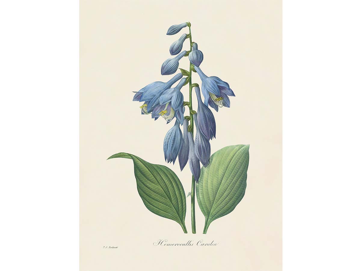 Hosta Vintage Art Print