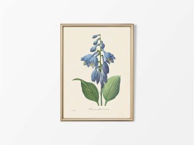 Hosta Vintage Art Print