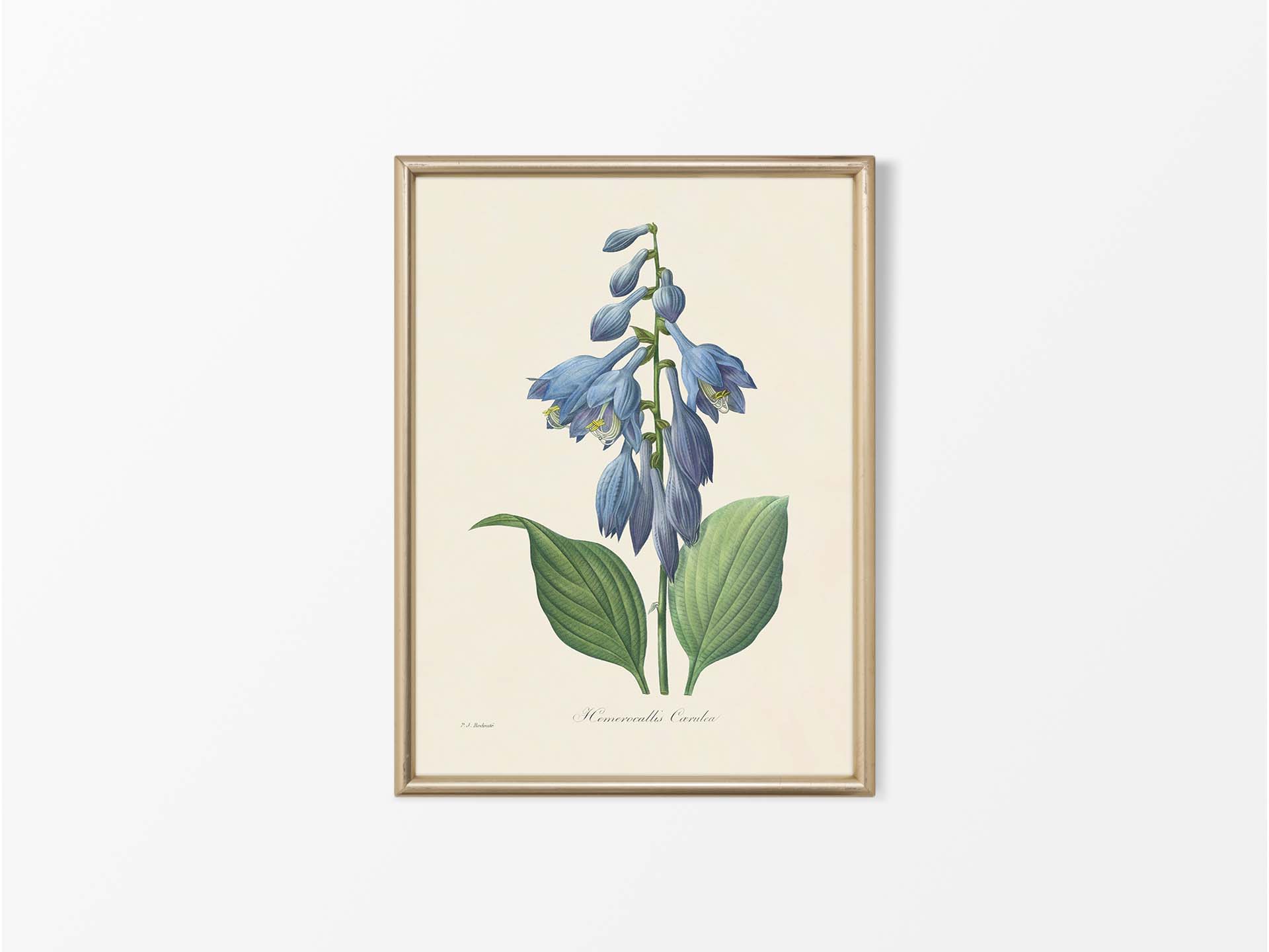Hosta Vintage Art Print