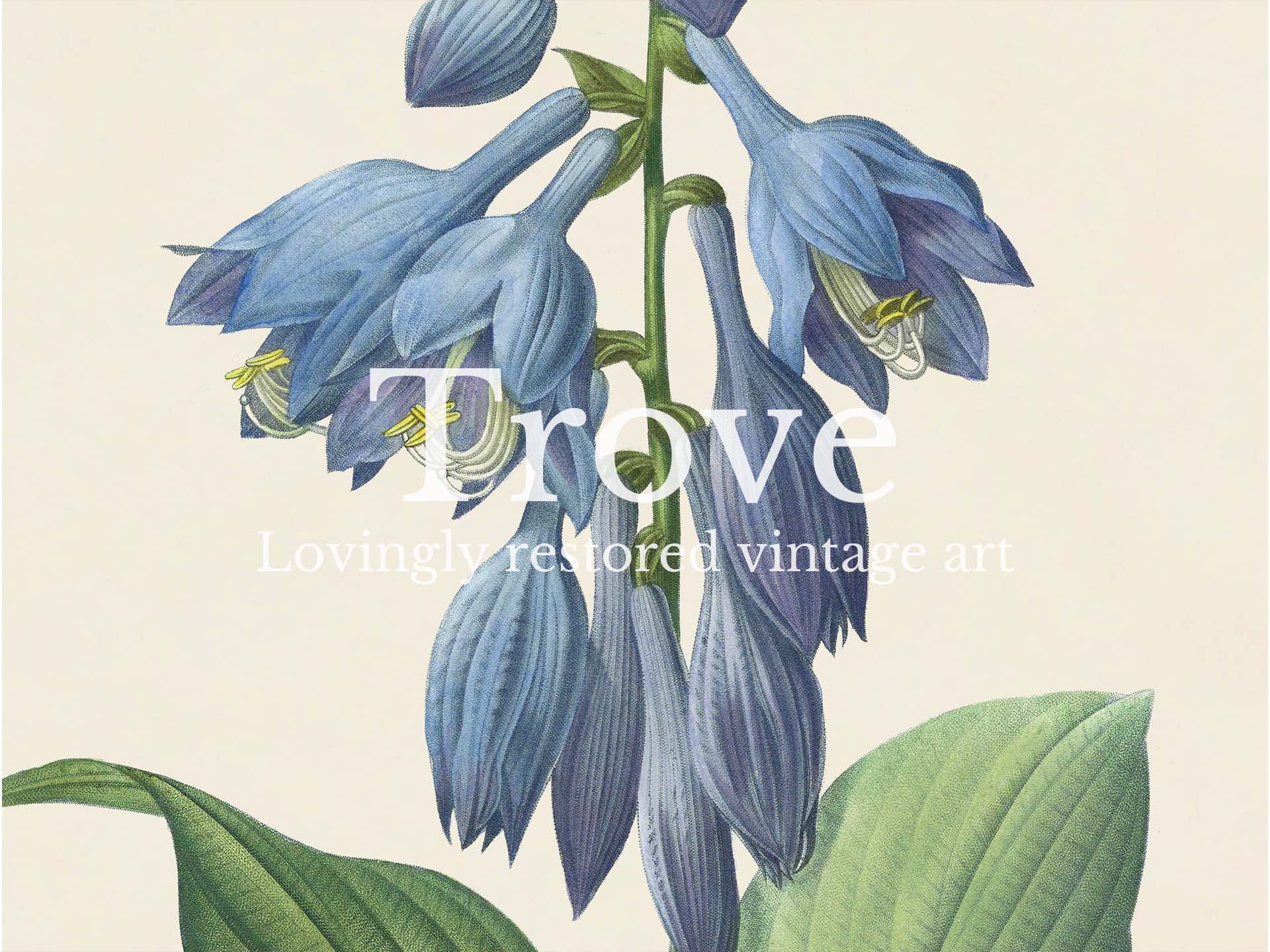 Hosta Vintage Art Print