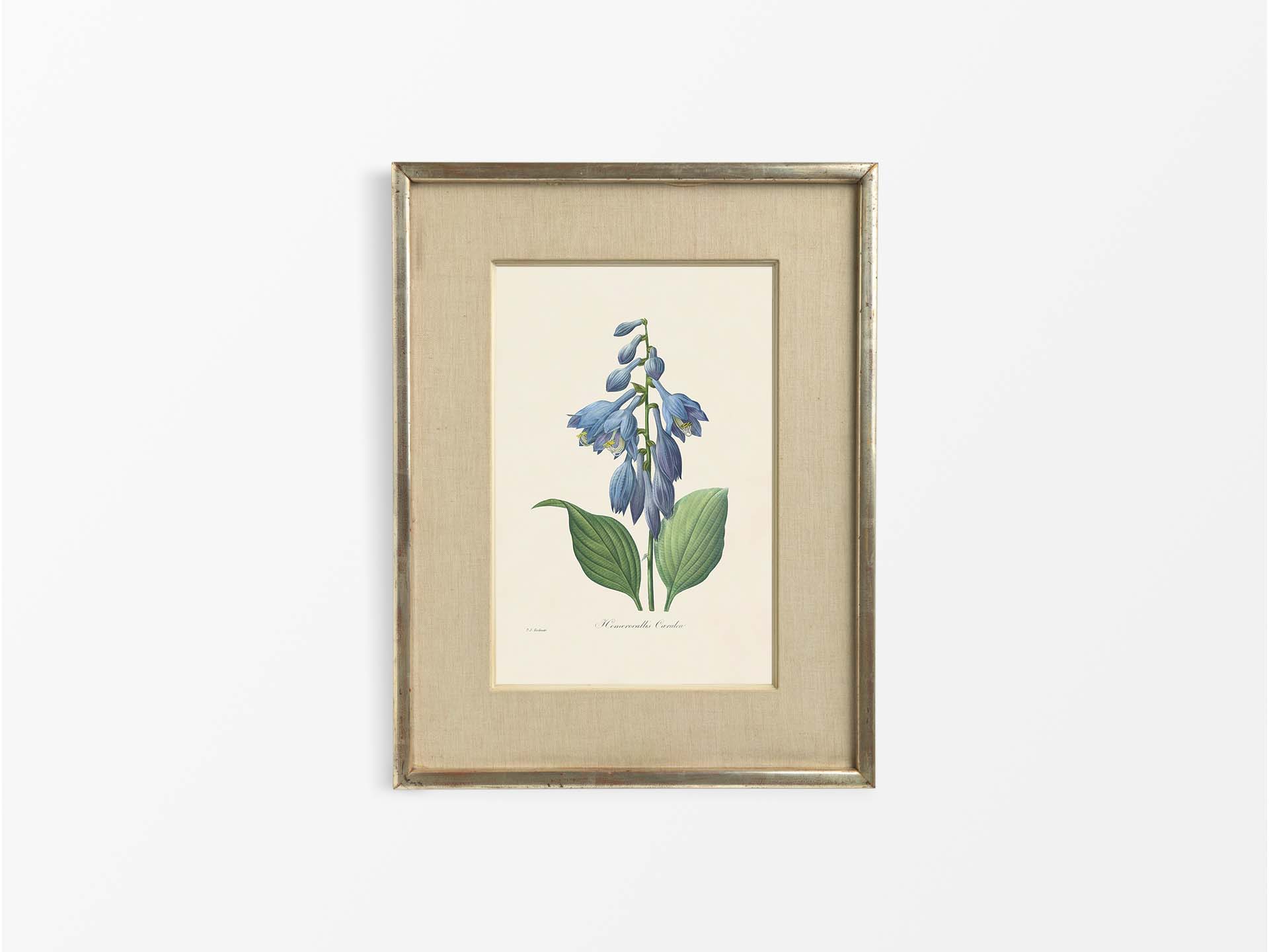 Hosta Vintage Art Print