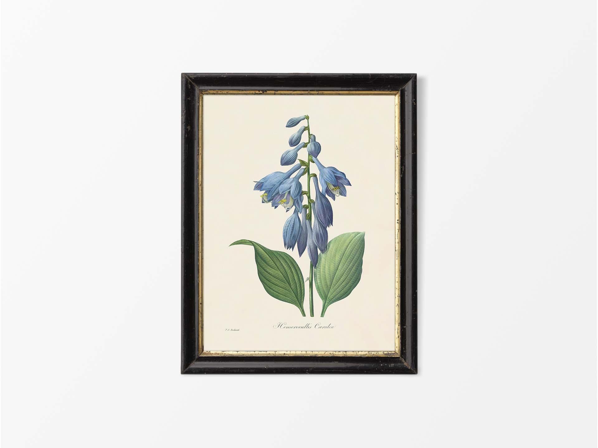 Hosta Vintage Art Print