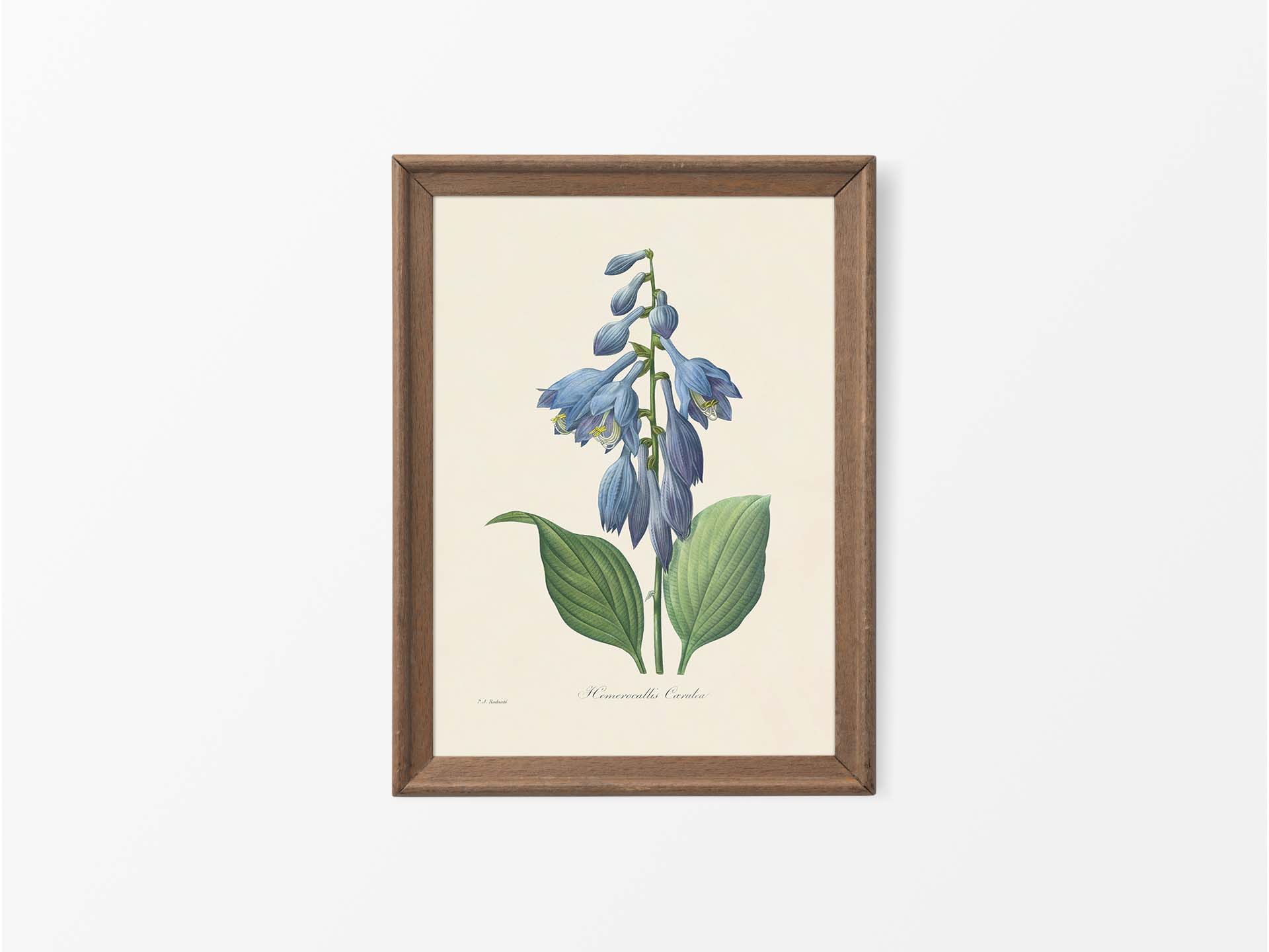 Hosta Vintage Art Print