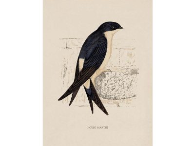 House Martin Vintage Art Print