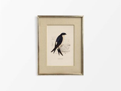House Martin Vintage Art Print